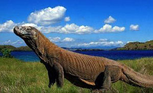 Pulau Komodo sebagai salah satu destinasi Wisata Unik di Indonesia