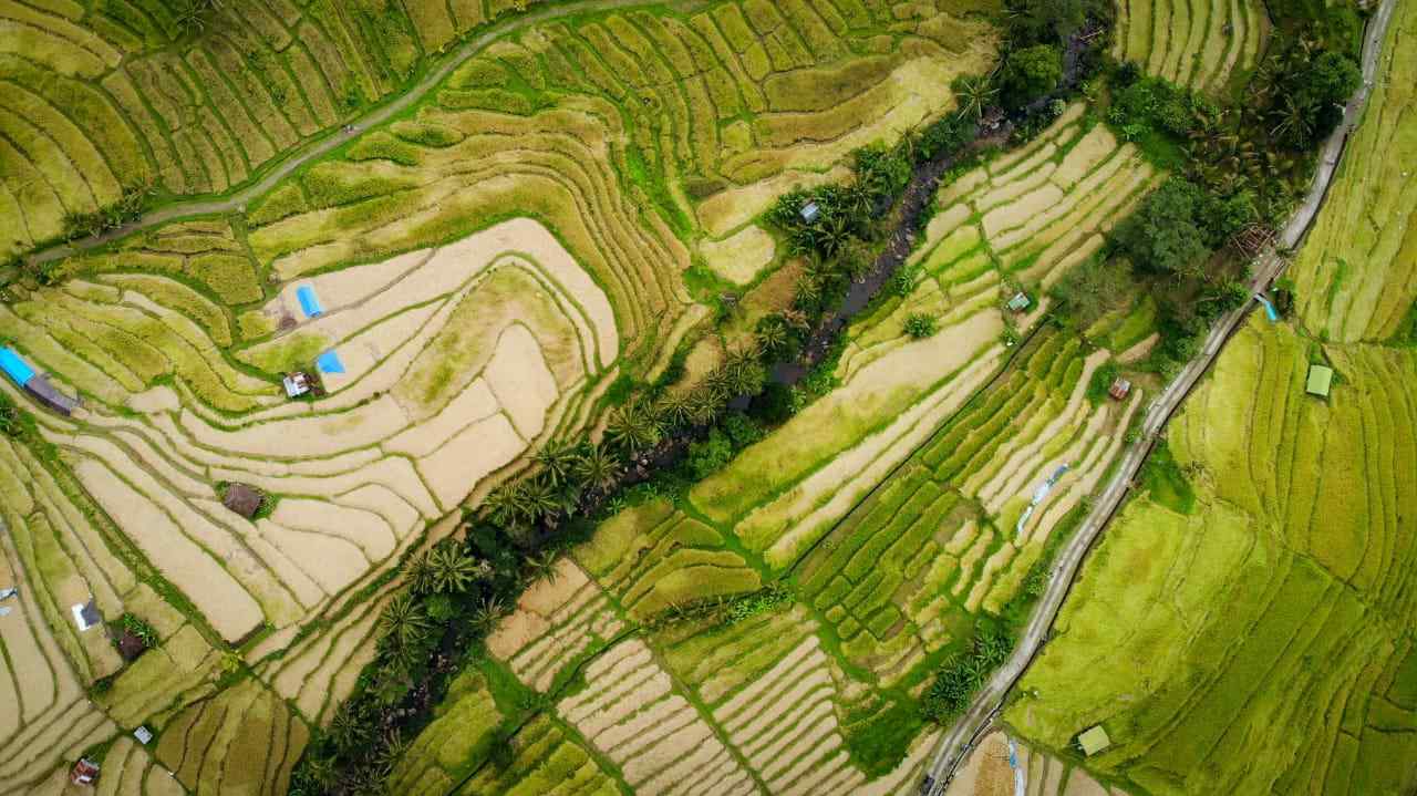 1604987231 sawah bali