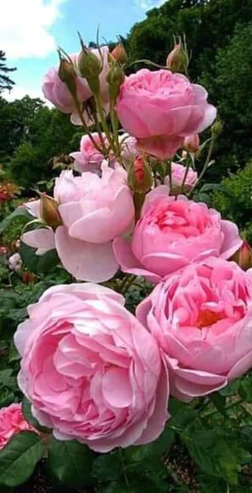 FB IMG