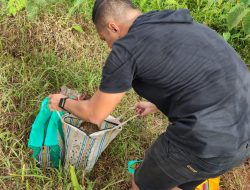 Kabur Saat Digrebek Polisi, Pelaku Judi Sabung Ayam Tinggalkan 7 Ekor Ayam