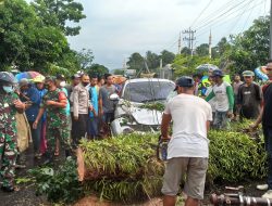 Pohon Tumbang Timpa Mobil, Babinsa Koramil Glenmore Bantu Evakuasi Korban