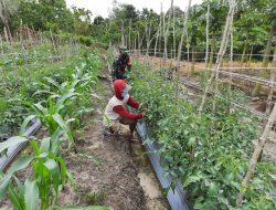Peran Aktif Babinsa Petung Dalam Pendampingan Petani Tomat dan Jagung