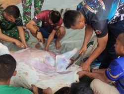Peringati Hari Raya Idul Adha 1443 H, Yonmarhanlan IV Tanjungpinang Sembelih Hewan Qurban