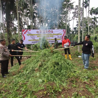 Polda Banten Musnahkan 3 Hektar Tanaman Ganja di Aceh Utara