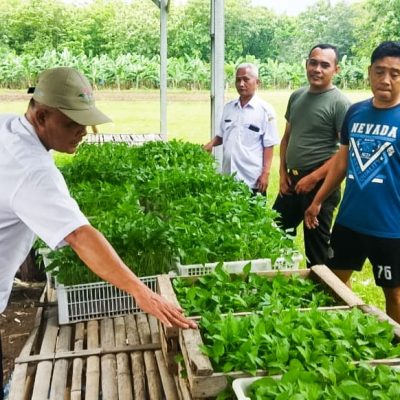 Jaga Ketahanan Pangan, Kodim Bojonegoro Budidaya Tanaman Cabai