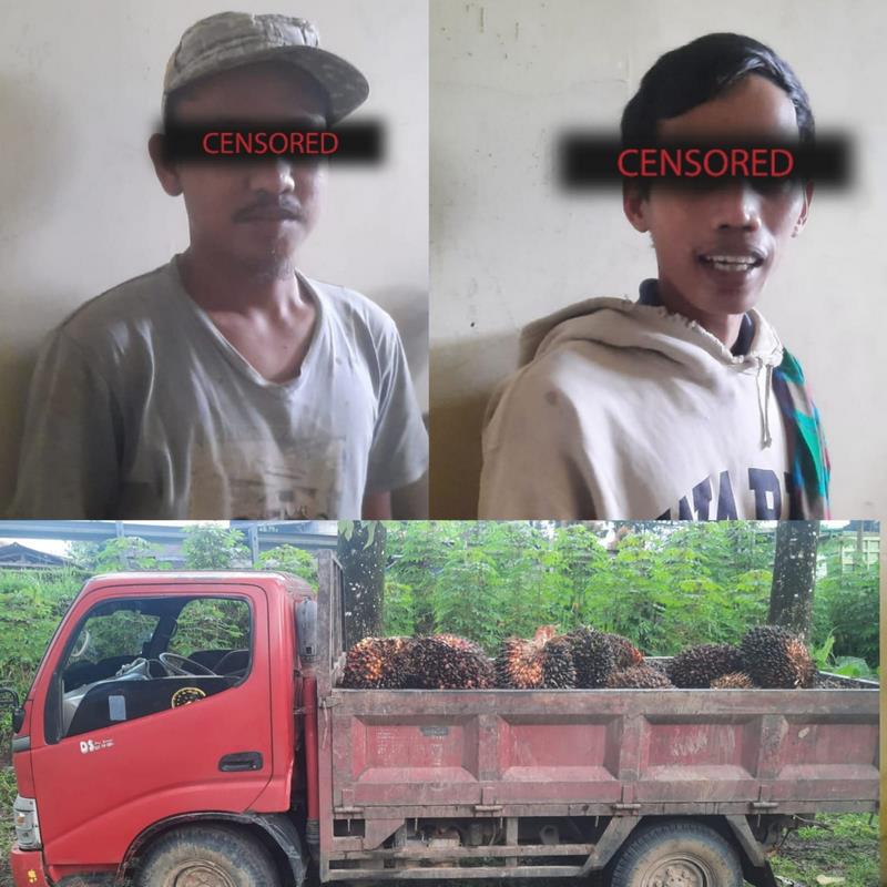 Polsek Picung Amankan Pelaku Pencurian Buah Sawit Perusahaan