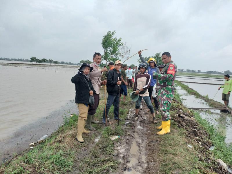 TNI – POLRI Bersinergi Perangi Hama Tikus Bersama Warga