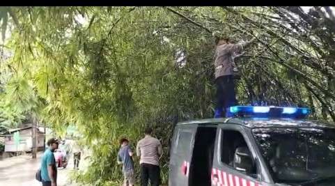 Aksi Heroik Unit Samapta Polsek Petir Polres Serang Dalam Mengatasi Rumpun Bambu Tumbang Ke Jalan Raya
