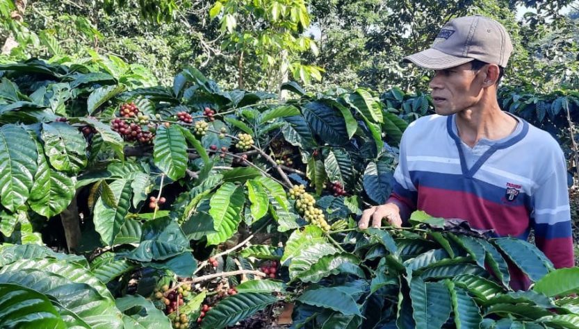 6.300 Perempuan Berkebaya Bakal Seduh dan Minum Kopi Untuk Pecahkan Rekor Muri