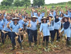 Ketahanan Pangan Nasional, Lanud El Tari Panen Jagung