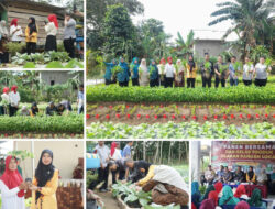 Panen Berkah! KWT Melati Desa Lubuk Pabrik Dukung Ketahanan Pangan Bangka Tengah