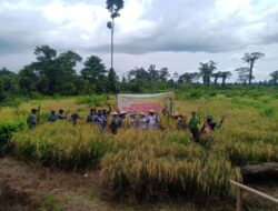 Dukung Swasembada Pangan Yonif 754 Kostrad Panen Padi Bersama Masyarakat Timika
