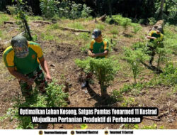 Optimalkan Lahan Kosong, Satgas Pamtas Yonarmed 11 Kostrad Wujudkan Pertanian Produktif di Perbatasan