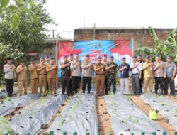 Wujudkan Ketahanan Pangan : Kapolresta Tangerang Bersama Forkopimda Laksanakan Penanaman Cabe 