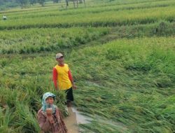 914 Hektare Sawah di Rembang Terdampak Banjir, Tidak Ada Padi Puso