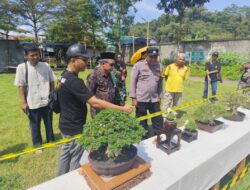 Road to The Max Muntilan: Kontes Bonsai Nasional dari Magelang