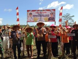 Polda Maluku Utara Panen Raya Jagung Dukung Program Asta Cita Untuk Ketahanan Pangan Nasional Gunakan Dana Desa