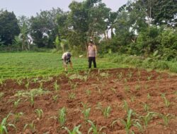 Hadir di Tengah Masyarakat, Personil Polsek Serang Polresta Serkot Bantu Rawat Tanaman Jagung Dukung Ketahanan Pangan