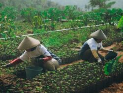 Ekosistem Kopi Garut Bersinar: Astra Dorong Mandiri, Pendapatan Melonjak, dan Ekspor ke Benua Berbagai