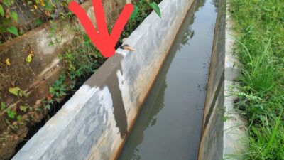 Dugaan Terkesan, Uring-Uringan Pihak Pelaksana Kontraktor Rekanan Proyek Lanjutan Rehabilitas Saluran Sekunder, Di Gampong Paya Bujuk Seuleumak