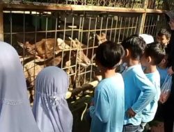 TK Aisyah Putri Gelar Outing Class Edukatif, Murid Belajar Mengenal Satwa di Kebun Binatang
