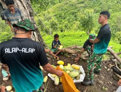 Satgas Yonarhanud 2 Kostrad Laksanakan Kegiatan Teritorial melalui Pendampingan Panen Warga di TTU
