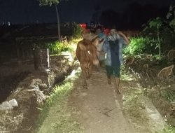 Patroli Dini Hari, Polisi di Probolinggo Kota Gagalkan Pencurian Sapi