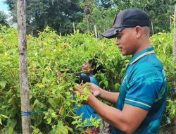 Satgas Yonarmed 12 Kostrad Perkuat Ketahanan Pangan Lewat Pendampingan Kebun Cabai Warga