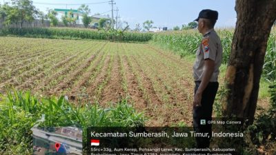 Polisi Turun ke Sawah Dampingi Petani Jagung di Probolinggo, Dukung Ketahanan Pangan Nasional