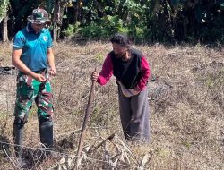 Dari Perbatasan untuk Ketahanan Pangan, Satgas Yonarmed 12 Kostrad Turun ke Ladang Bersama Petani