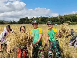Saat Prajurit Turun ke Sawah, Ketahanan Pangan dan Kebersamaan Tumbuh di Perbatasan