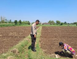 Polisi Dampingi Petani di Sumber Wetan, Kawal Program Ketahanan Pangan dari Lahan Jagung Binaan
