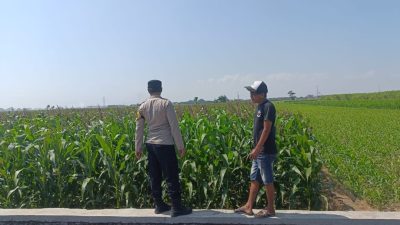 Polisi Sambangi Petani Jagung di Kademangan, Perkuat Program Ketahanan Pangan Nasional