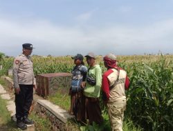Polisi Sambangi Petani Jagung di Triwung Kidul, Perkuat Ketahanan Pangan Nasional
