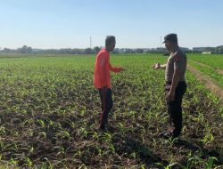 Bhabinkamtibmas Kademangan Sambangi Petani, Perkuat Ketahanan Pangan dan Jaga Kamtibmas