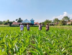 Bhabinkamtibmas Kedopok Pantau Lahan Jagung 2.900 Meter Persegi, Dukung Swasembada Pangan Nasional