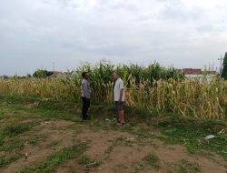 Polisi Sambangi Petani Jagung di Triwung Lor, Siap Bantu Penanganan Hama hingga Pembersihan Lahan