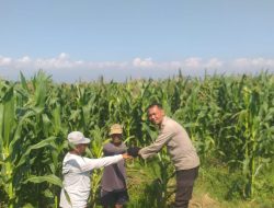 Polisi Sambangi Lahan Jagung di Wonoasih, Siap Dampingi Petani Hadapi Kendala di Lapangan