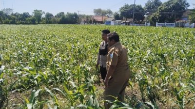 Polisi Dampingi Lahan Jagung Milik Ponpes di Tongas, Perkuat Program Ketahanan Pangan Nasional