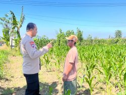 Polsek Wonomerto Dampingi Petani Jagung Hadapi Hama Tikus, Dorong Ketahanan Pangan Nasional