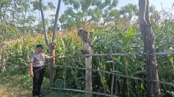 Polsek Sumberasih Dampingi Lahan Jagung Binaan di Pohsangit Leres, Petani Diminta Tak Ragu Koordinasi dengan Bhabinkamtibmas
