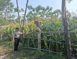 Polsek Sumberasih Dampingi Lahan Jagung Binaan di Pohsangit Leres, Petani Diminta Tak Ragu Koordinasi dengan Bhabinkamtibmas