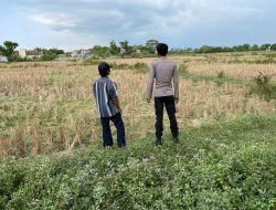 Polsek Tongas Monitoring Lahan Pertanian, Petani Diimbau Koordinasi dengan Bhabinkamtibmas Jika Ada Hama Tikus