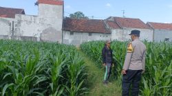 Polisi Sambangi Petani Jagung di Triwung Kidul, Siap Bantu Atasi Hama Tikus hingga Koordinasi dengan Penyuluh