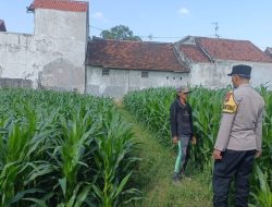 Polisi Sambangi Petani Jagung di Triwung Kidul, Siap Bantu Atasi Hama Tikus hingga Koordinasi dengan Penyuluh