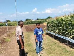 Polsek Sumberasih Monitoring Lahan Jagung 21,5 Hektare di Desa Pesisir, Dukung Ketahanan Pangan Nasional
