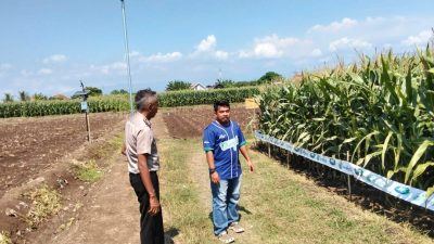Polsek Sumberasih Monitoring Lahan Jagung 21,5 Hektare di Desa Pesisir, Dukung Ketahanan Pangan Nasional