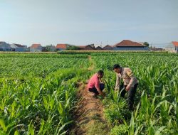 Patroli Polsubsektor Kanigaran Sambangi Petani Jagung, Pastikan Keamanan dan Dukung Ketahanan Pangan