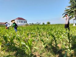 Polsek Sumberasih Dampingi Petani Kelola Lahan Jagung 5,5 Hektare, Wujudkan Ketahanan Pangan Nasional