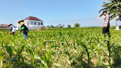 Polsek Sumberasih Dampingi Petani Kelola Lahan Jagung 5,5 Hektare, Wujudkan Ketahanan Pangan Nasional